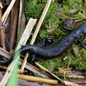 Traszka_grzebieniasta