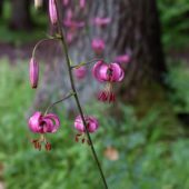 Lilia złotogłów, Martagon lily, Lilium martagon, Dąbrowa Górnicza, SLK, 06.06.2018 (1) (Polska, Poland)
