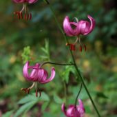 Lilia złotogłów, Martagon lily, Lilium martagon, Dąbrowa Górnicza, SLK, 06.06.2018 (3) (Polska, Poland)