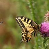 Paź królowej, Papilio machaon