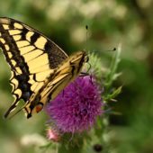Paź królowej, Papilio machaon