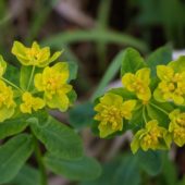 Wilczomlecz pstry, Cushion spurge, Euphorbia epithymoides, Dąbrowa Górnicza, SLK, 20.05.2018 (2) (Polska, Poland)