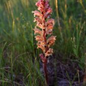 Zaraza czerwonawa, Medick broomrape, Orobanche lutea, Dąbrowa Górnicza, SLK, 20.05.2018 (1) (Polska, Poland)