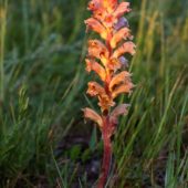 Zaraza czerwonawa, Medick broomrape, Orobanche lutea, Dąbrowa Górnicza, SLK, 20.05.2018 (2) (Polska, Poland)