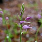 Buławnik czerwony, Cephalanthera rubra