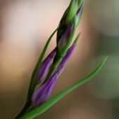 Buławnik czerwony, Cephalanthera rubra