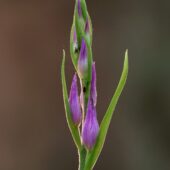Buławnik czerwony, Cephalanthera rubra