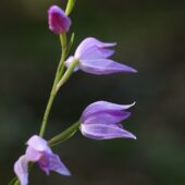 Buławnik czerwony, Cephalanthera rubra