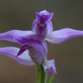 Buławnik czerwony, Cephalanthera rubra
