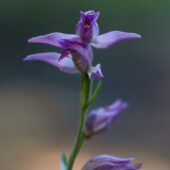 Buławnik czerwony, Cephalanthera rubra