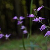 Buławnik czerwony, Cephalanthera rubra