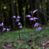 Buławnik czerwony, Cephalanthera rubra