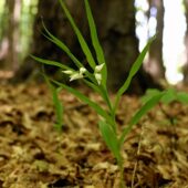 Buławnik mieczolistny, Cephalanthera longifolia