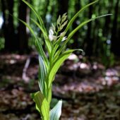 Buławnik mieczolistny, Cephalanthera longifolia