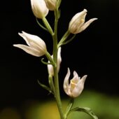 Buławnik wielkokwiatowy, Cephalanthera damasonium