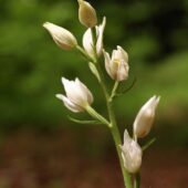Buławnik wielkokwiatowy, Cephalanthera damasonium