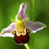 Dwulistnik pszczeli, Ophrys apifera