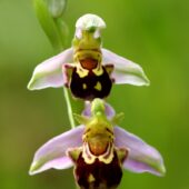 Dwulistnik pszczeli, Ophrys apifera