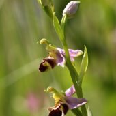 Dwulistnik pszczeli, Ophrys apifera