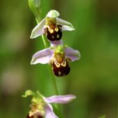 Dwulistnik pszczeli, Ophrys apifera