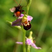Dwulistnik pszczeli, Ophrys apifera