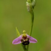Dwulistnik pszczeli, Ophrys apifera