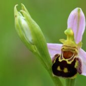 Dwulistnik pszczeli, Ophrys apifera