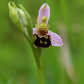 Dwulistnik pszczeli, Ophrys apifera