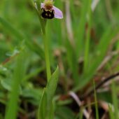Dwulistnik pszczeli, Ophrys apifera
