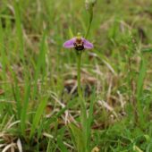 Dwulistnik pszczeli, Ophrys apifera