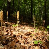 Gnieźnik leśny, Neottia nidus-avis