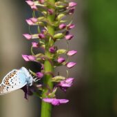 Gółka długoostrogowa, Gymnadenia conopsea