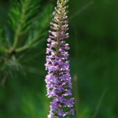 Gółka długoostrogowa, Gymnadenia conopsea