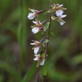 Kruszczyk błotny, Epipactis palustris