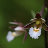 Kruszczyk błotny, Epipactis palustris