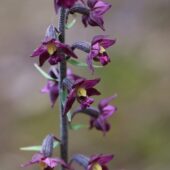 Kruszczyk rdzawoczerwony, Epipactis atrorubens