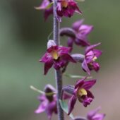 Kruszczyk rdzawoczerwony, Epipactis atrorubens