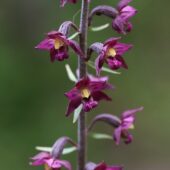 Kruszczyk rdzawoczerwony, Epipactis atrorubens