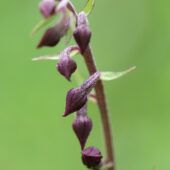 Kruszczyk rdzawoczerwony, Epipactis atrorubens