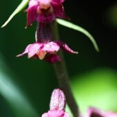 Kruszczyk rdzawoczerwony, Epipactis atrorubens