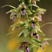 Kruszczyk szerokolistny, Epipactis helleborine