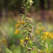 Kruszczyk szerokolistny, Epipactis helleborine