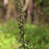 Kruszczyk szerokolistny, Epipactis helleborine