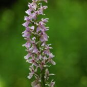 Kukułka Fuchsa, Dactylorhiza fuchsii