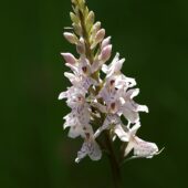 Kukułka Fuchsa, Dactylorhiza fuchsii