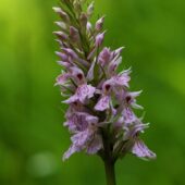 Kukułka Fuchsa, Dactylorhiza fuchsii