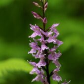 Kukułka Fuchsa, Dactylorhiza fuchsii