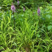 Kukułka Fuchsa, Dactylorhiza fuchsii