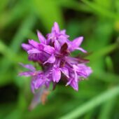 Kukułka krwista, Dactylorhiza incarnata