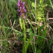 Kukułka krwista, Dactylorhiza incarnata